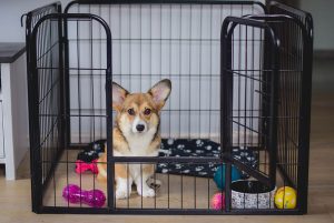 crate-training-your-puppy