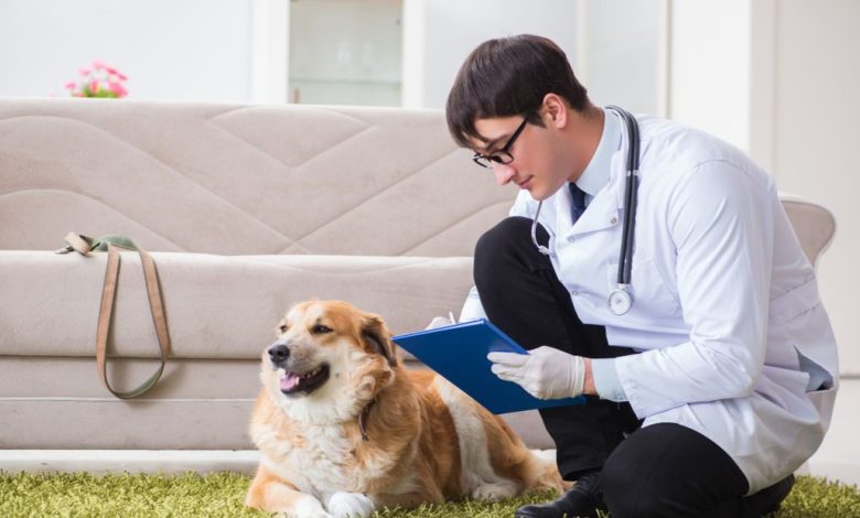 In-home / At-home Dog & Cat Euthanasia Service