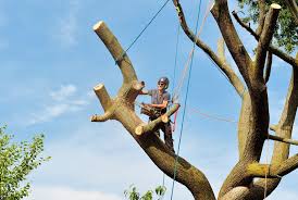 tree services Eugene, OR