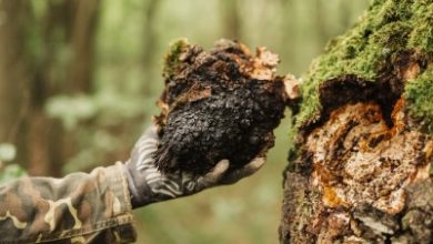 How Should I Store Chaga Mushrooms to Maintain Their Potency