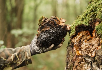 How Should I Store Chaga Mushrooms to Maintain Their Potency