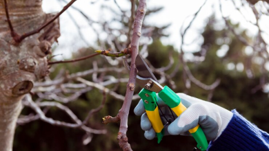 Tree Trimming