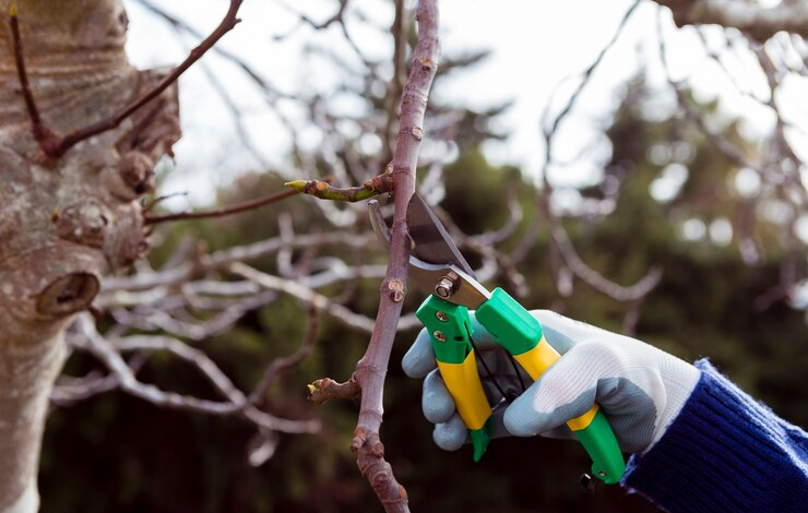 Tree Trimming