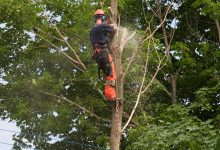 Affordable Tree Service in Racine: Quality Care Without Breaking the Bank