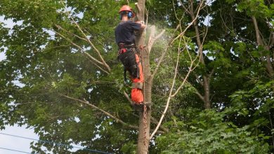 Affordable Tree Service in Racine: Quality Care Without Breaking the Bank