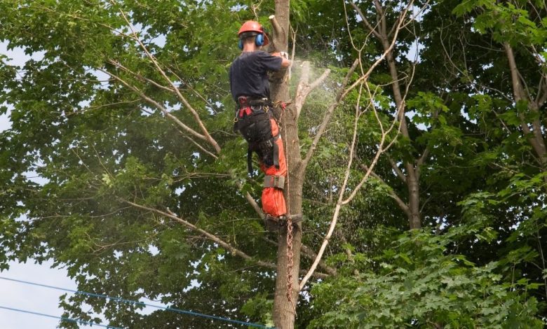 Affordable Tree Service in Racine: Quality Care Without Breaking the Bank