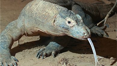 How to Identify Health Issues in Frilled Dragons