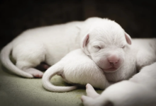 Dogo Argentino Puppies for Sale