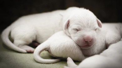 Dogo Argentino Puppies for Sale